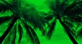 Palm canopy